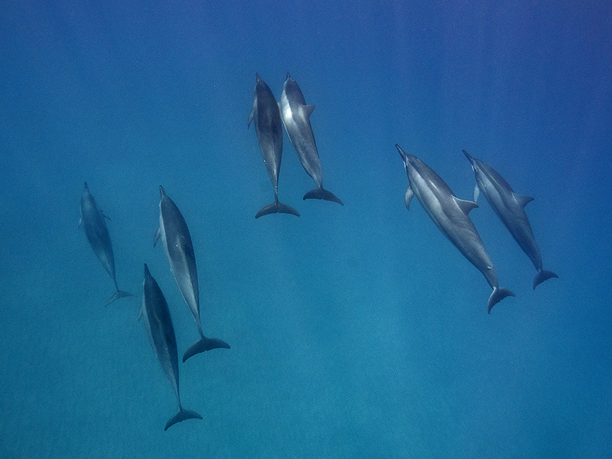 dolphins