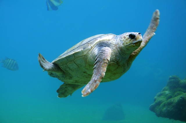 Green Sea Turtles Etiquette - Ocean Defender Adventures